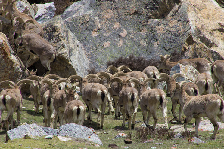 Kanchenjunga Circuit North To South Trek Report May 2016 blue sheep in lhonak kanchenjunga