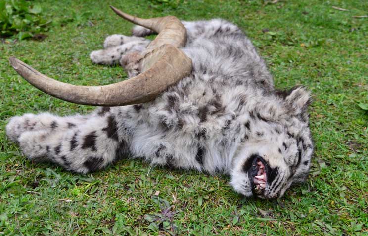 Encounter With Dead Snow Leopard In Ghunsa dead snow leopard