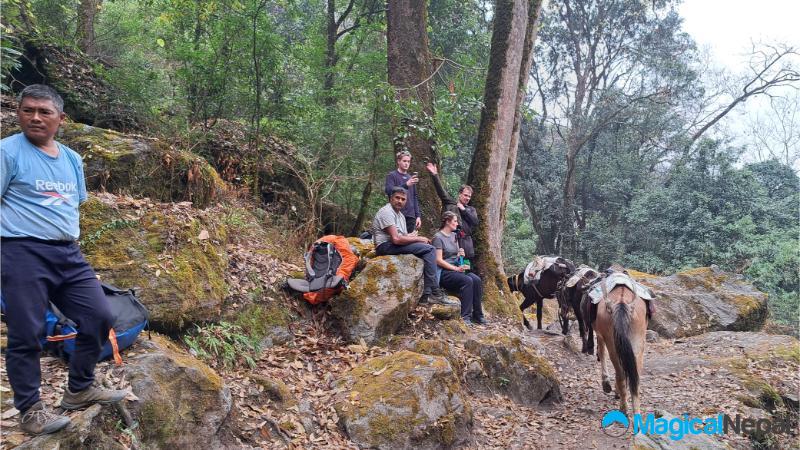 Langtang Valley Trek donkey passing along the route