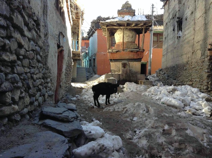 If You Cannot Make To Tibet Go To Mustang Kagbeni Piles of snow | Poor Calf and Beautiful Chorten at Kagbeni