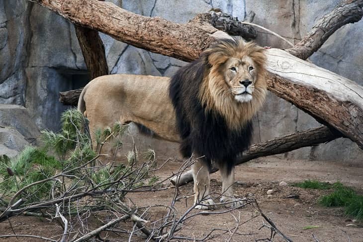 10 Things To Do This Weekend In Kathmandu lion at Kathmandu zoo