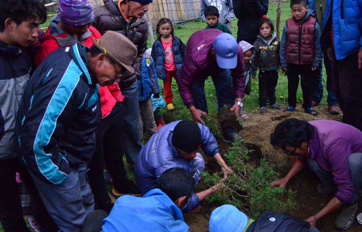 Encounter With Dead Snow Leopard In Ghunsa marking grave with juniper