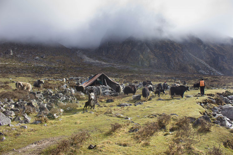 Kanchenjunga Circuit North To South Trek Report May 2016 nomad yak hut in ramche kanchenjunga