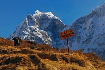 pangboche yak