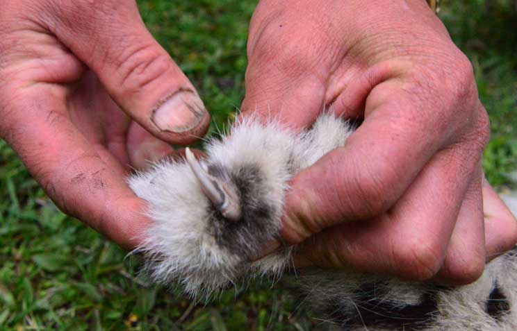 Encounter With Dead Snow Leopard In Ghunsa snoe leopard nail