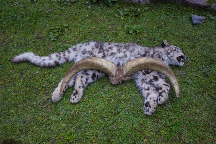 Encounter With Dead Snow Leopard In Ghunsa snow-leopard-bluesheep-ghunsa-kanchenjunga