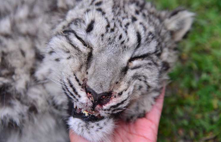 Encounter With Dead Snow Leopard In Ghunsa snow leopard close up