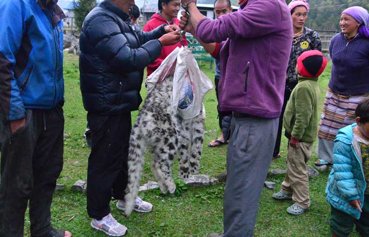 Encounter With Dead Snow Leopard In Ghunsa weigh snow leopard