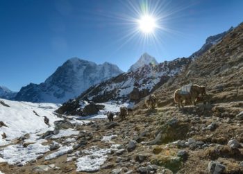 Yak-in-Everest-Base-Camp-in-February