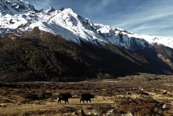 Yak-langtang-Trek