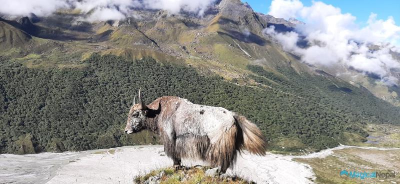 Langtang Valley Trek Tserko Ri Yak